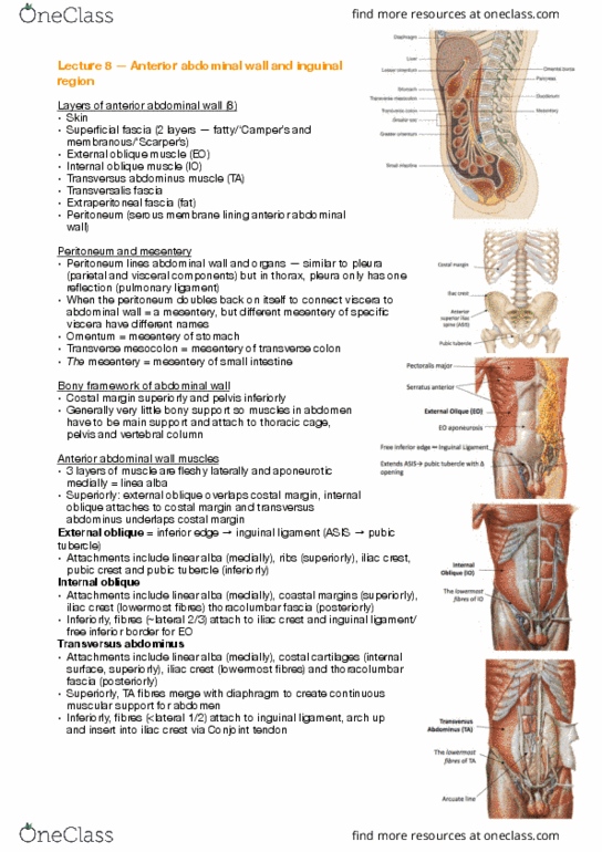 ANAT30008 Lecture Notes - Lecture 8: External Iliac Artery, Stethoscope, Portal Vein thumbnail