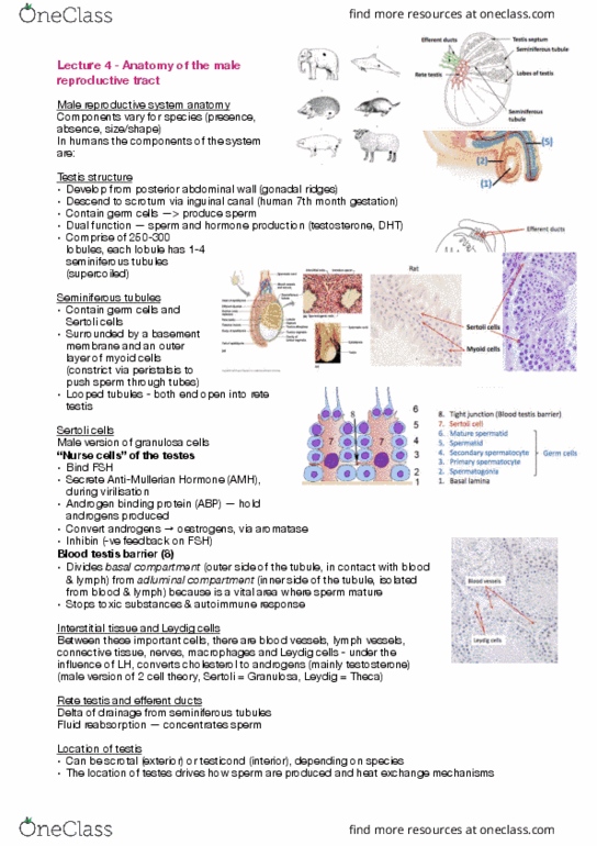 BIOL30001 Lecture Notes - Lecture 4: Spermatogenesis, Prostaglandin, Central Artery thumbnail