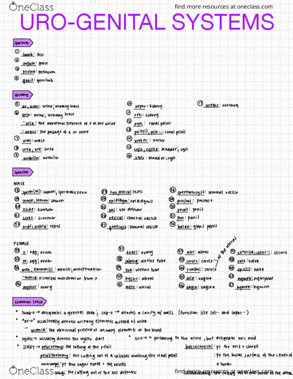 CLASSICS 2MT3 Lecture Notes - Lecture 9: Hymen, Coccyx, Uremia thumbnail