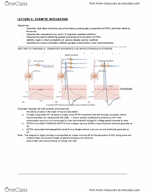 BMS1052 Lecture Notes - Lecture 6: Axon Hillock, Adenylyl Cyclase, Homeostasis thumbnail