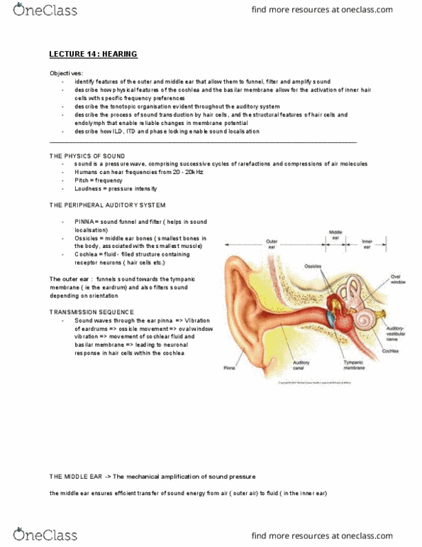 BMS1052 Lecture Notes - Lecture 14: Cortical Column, Resting Potential, Medial Geniculate Nucleus thumbnail