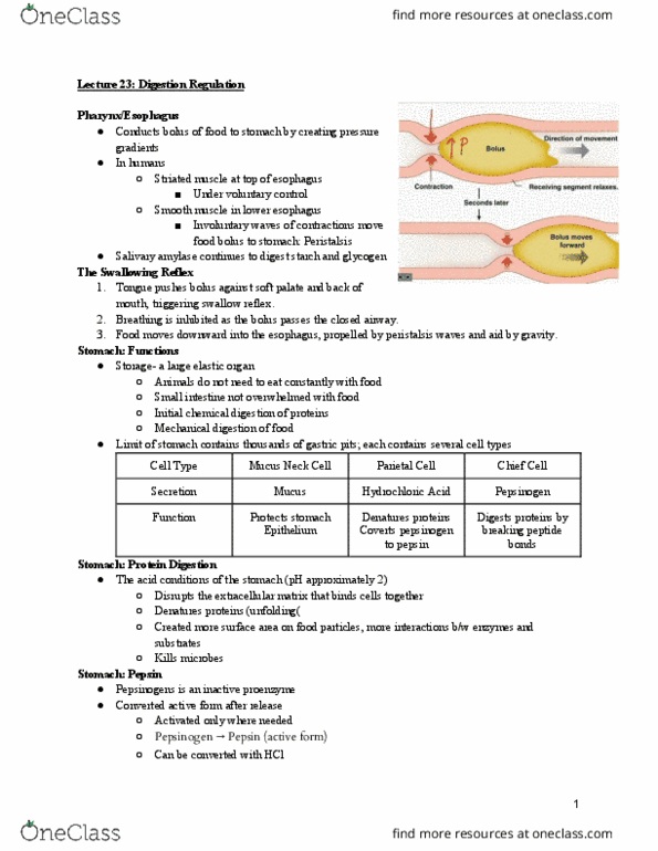 BIO 203 Lecture Notes - Lecture 23: Exocytosis, Ileum, Portal Vein thumbnail