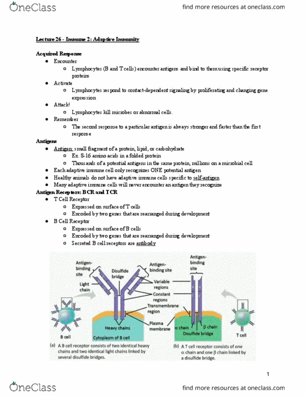 BIO 203 Lecture Notes - Lecture 26: Passive Immunity, Cytokine, Mhc Class Ii thumbnail