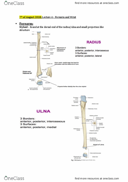 HLTH109 Lecture Notes - Lecture 3: Plane Joint, Monteggia Fracture, Articular Disk thumbnail