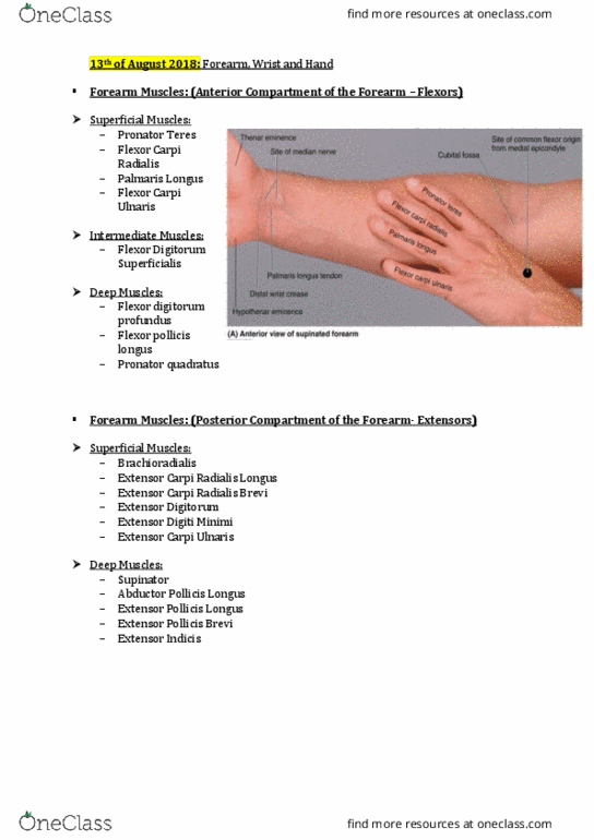 HLTH109 Lecture Notes - Lecture 4: Radial Nerve, Anatomical Terms Of Location, Palmar Aponeurosis thumbnail