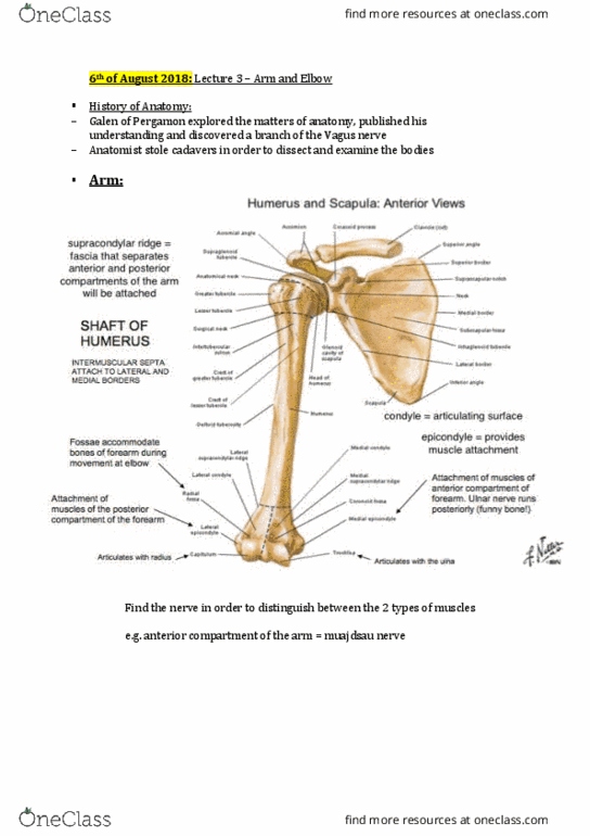HLTH109 Lecture Notes - Lecture 2: Anconeus Muscle, Humerus, Ulnar Nerve thumbnail