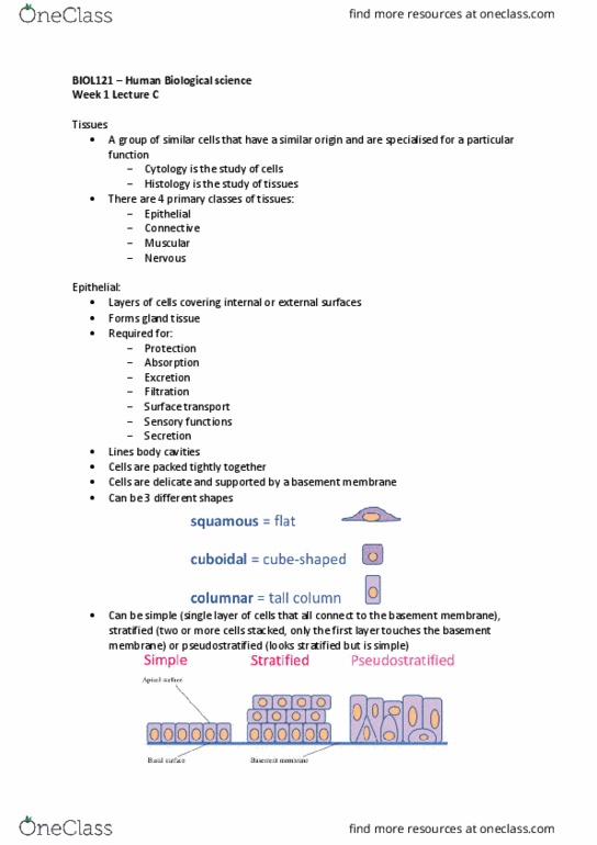 BIOL121 Lecture 3: Week 1 - Lecture C - Tissues and Membranes thumbnail