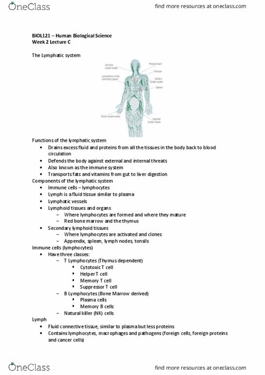 BIOL121 Lecture Notes - Lecture 6: Mediastinum, Lingual Tonsils, Thymosin thumbnail