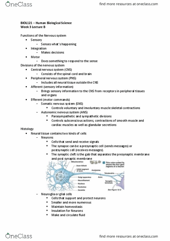 BIOL121 Lecture Notes - Lecture 8: Myelin, White Matter, Phagocytosis thumbnail