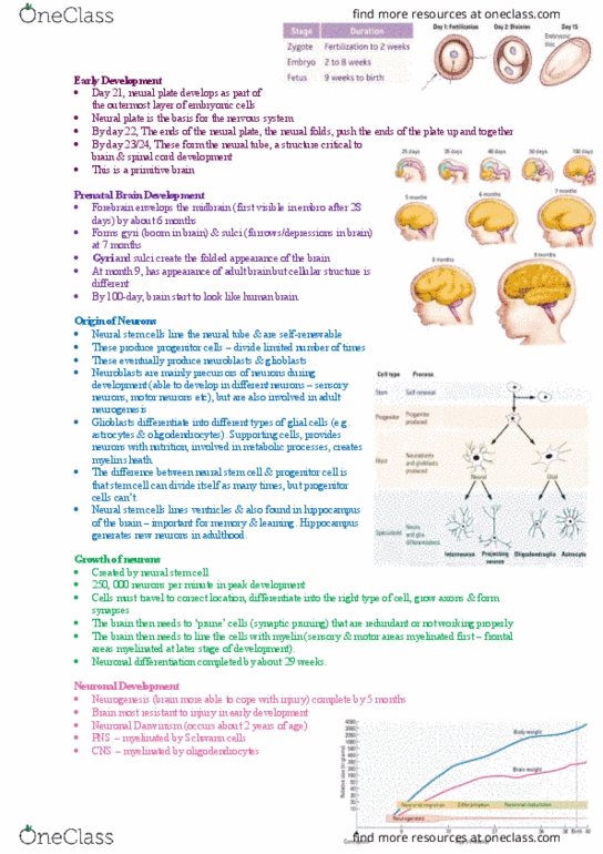 BIOL1002 Lecture Notes - Lecture 3: Fetal Alcohol Spectrum Disorder, Purpura, Synaptogenesis thumbnail