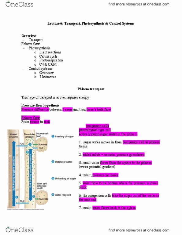 BIOL 1011 Lecture Notes - Lecture 6: Phosphoenolpyruvate Carboxylase, Photophosphorylation, Stoma thumbnail