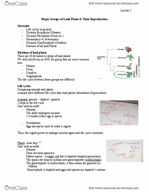 BIOL 1011 Lecture Notes - Lecture 2: Cycad, Phloem, Vacuum Cleaner thumbnail