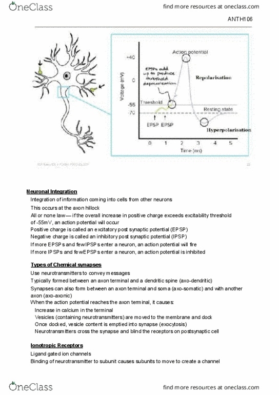 ANTH106 Lecture Notes - Lecture 8: Dopamine Receptor, Fentanyl, Hallucinogen thumbnail