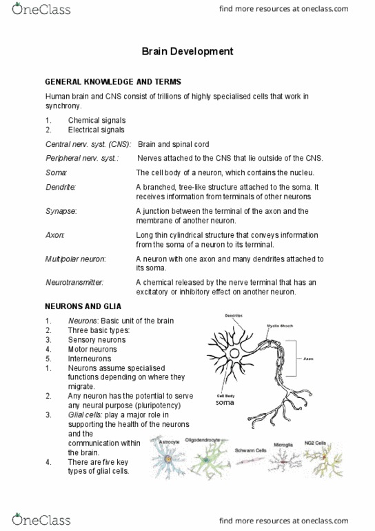 PSYC20008 Lecture Notes - Lecture 12: Retina, Synaptic Pruning, Multipolar Neuron thumbnail