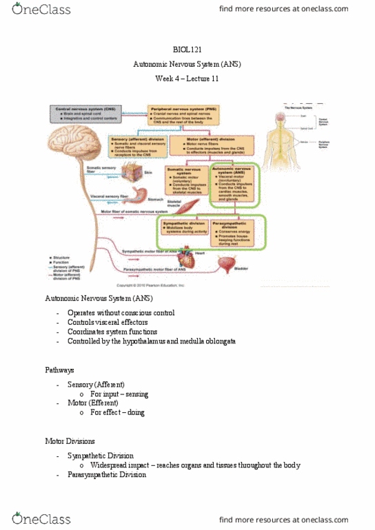 BIOL121 Lecture Notes - Lecture 11: Parasympathetic Nervous System, Adrenal Gland, Propranolol thumbnail