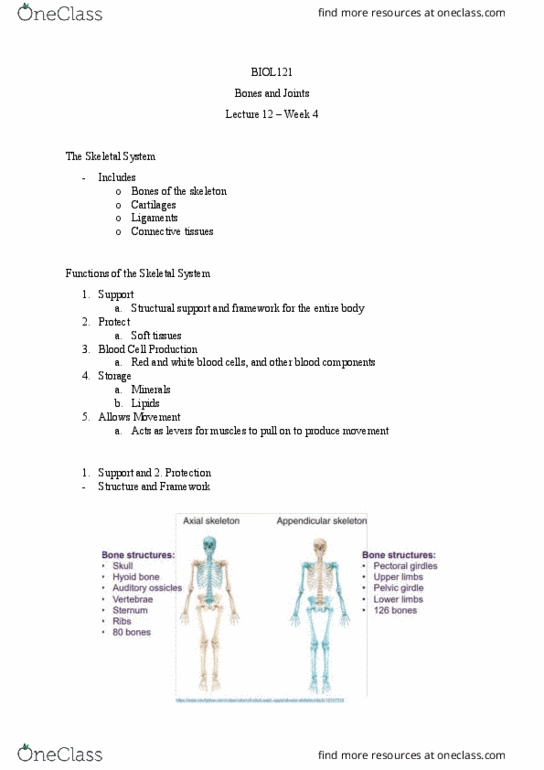 BIOL121 Lecture Notes - Lecture 12: Periosteum, Synovial Fluid, Calcium Phosphate thumbnail