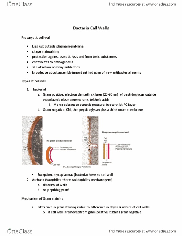 MICR 221 Lecture : MICR 221 - Bacteria Cell Walls.docx thumbnail