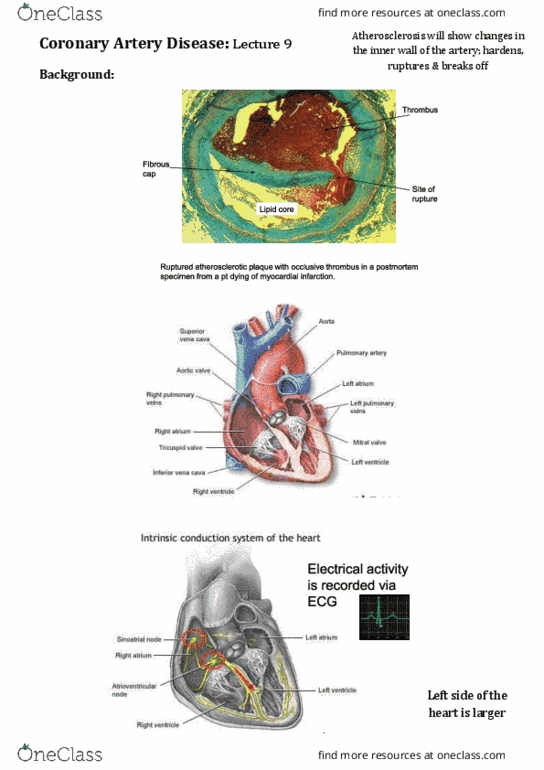 EXSS3024 Lecture Notes - Lecture 9: Hypotension, Beta Blocker, Cardiopulmonary Rehabilitation thumbnail