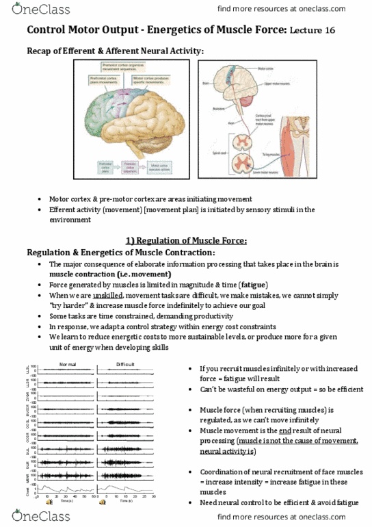 EXSS2025 Lecture Notes - Lecture 16: Motor System, Glycogen, High Force thumbnail