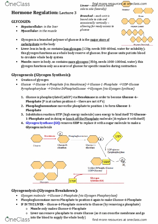 EXSS2028 Lecture Notes - Lecture 3: Glucagon, Insulin, Gluconeogenesis thumbnail