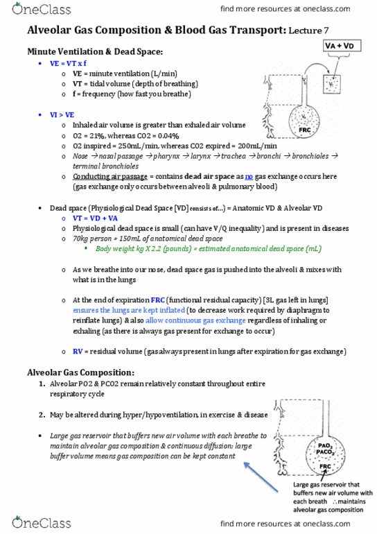 EXSS2028 Lecture Notes - Lecture 7: Peptide, Carbonic Anhydrase, Respiratory Failure thumbnail