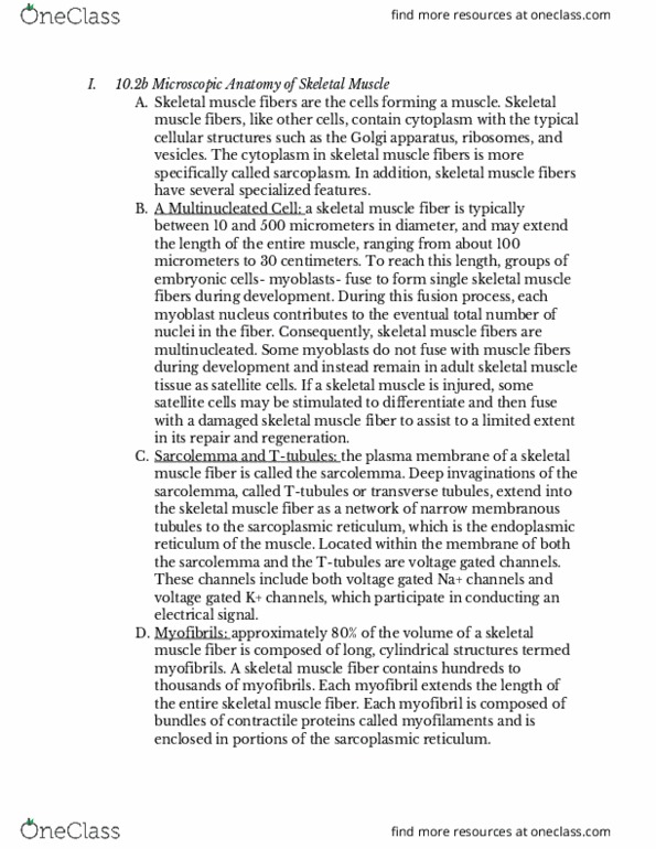 BMS 250 Chapter Notes - Chapter 10: Troponin, Sarcomere, Endoplasmic Reticulum thumbnail