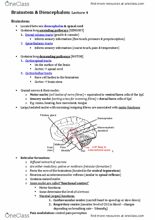 BIOS1171 Lecture Notes - Lecture 4: Internal Capsule, Inferior Colliculus, Myelin thumbnail