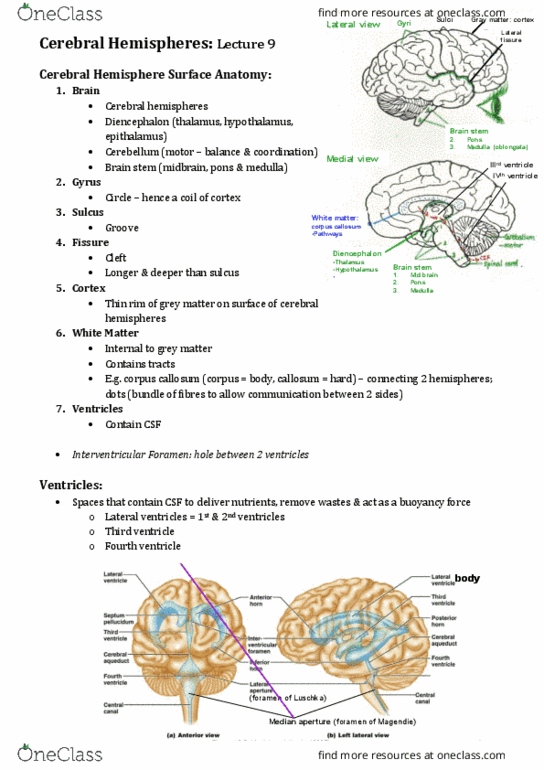 BIOS1171 Lecture 9: Lecture 9 Cerebral Hemispheres thumbnail