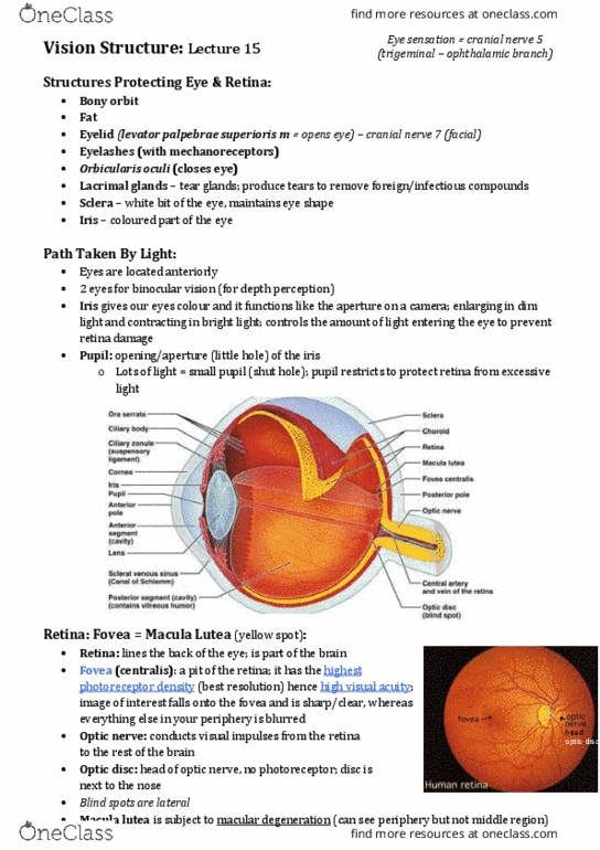 BIOS1171 Lecture Notes - Lecture 15: Visual Cortex, Pupillary Light Reflex, Oculomotor Nerve thumbnail