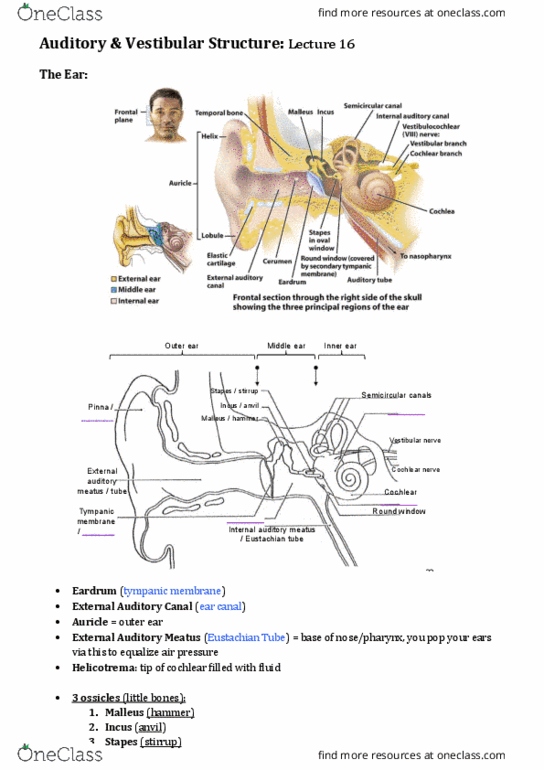 BIOS1171 Lecture Notes - Lecture 16: Internal Capsule, Otolithic Membrane, Cochlear Duct thumbnail