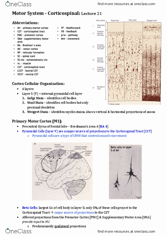 BIOS1171 Lecture Notes - Lecture 21: Hemiparesis, Motor Unit, Cranial Nerve Nucleus thumbnail
