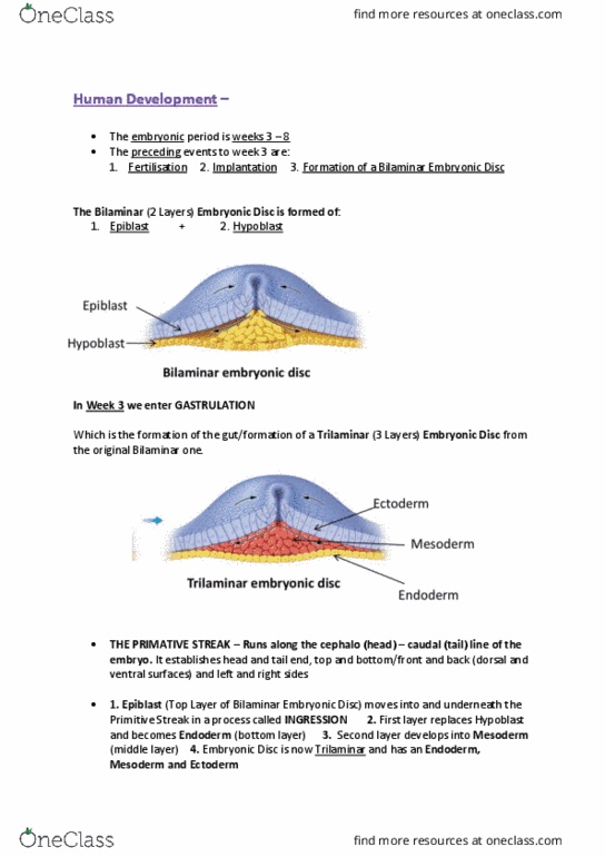 301126 Lecture Notes - Lecture 8: Neurulation, Teratology, Organogenesis thumbnail