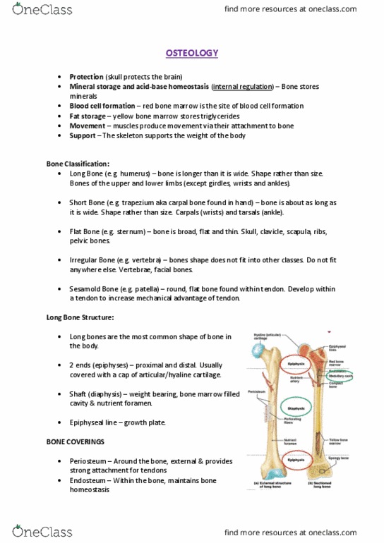 301126 Lecture Notes - Lecture 12: Osteoclast, Rib Cage, Chondroblast thumbnail