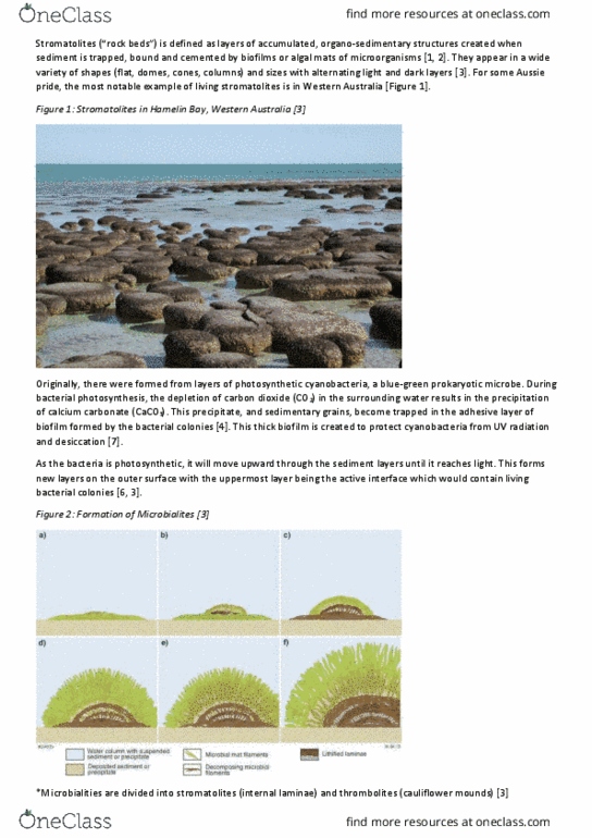 PHYS1160 Lecture Notes - Lecture 3: John Wiley & Sons, Hamelin Bay, Western Australia, Stromatolite thumbnail