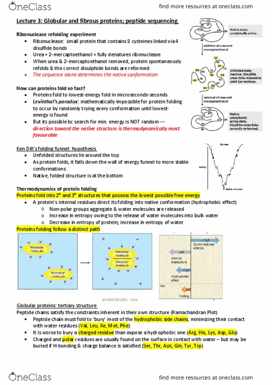 BCMB2002 Lecture Notes - Lecture 3: Proline, Acid Hydrolysis, Hydrolysis thumbnail