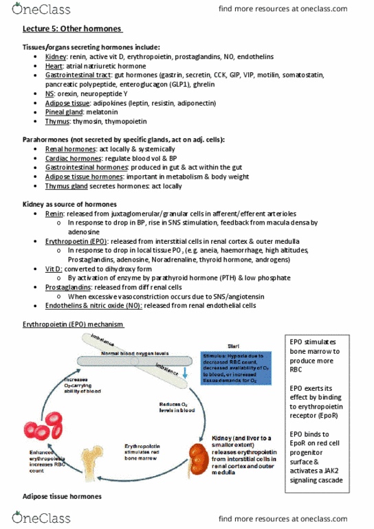 PHSI2006 Lecture Notes - Lecture 5: Catecholamine, Low-Density Lipoprotein, White Adipose Tissue thumbnail