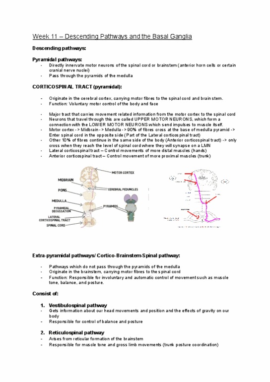 OTHY200 Lecture 11: Week 11 – Descending Pathways and the Basal Ganglia thumbnail