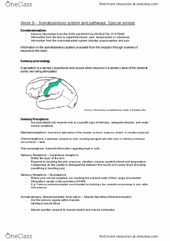 OTHY200 Lecture Notes - Lecture 9: Lateral Geniculate Nucleus, Dorsal Root Ganglion, Auditory Cortex thumbnail