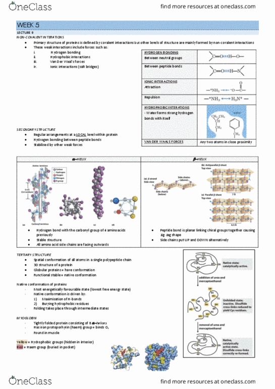 BMS1011 Lecture Notes - Lecture 1: Monomer, Hemoglobin, Cascade Reaction thumbnail
