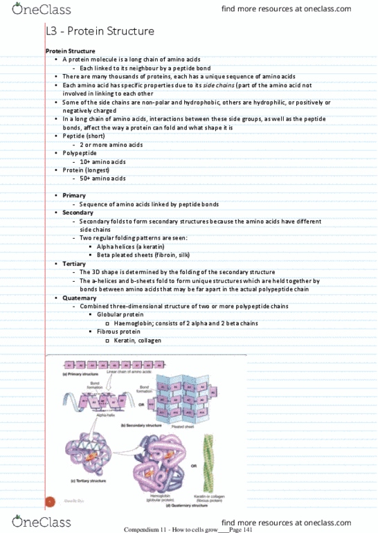 HUMB1000 Lecture Notes - Lecture 12: Telophase, Microtubule, Centromere thumbnail