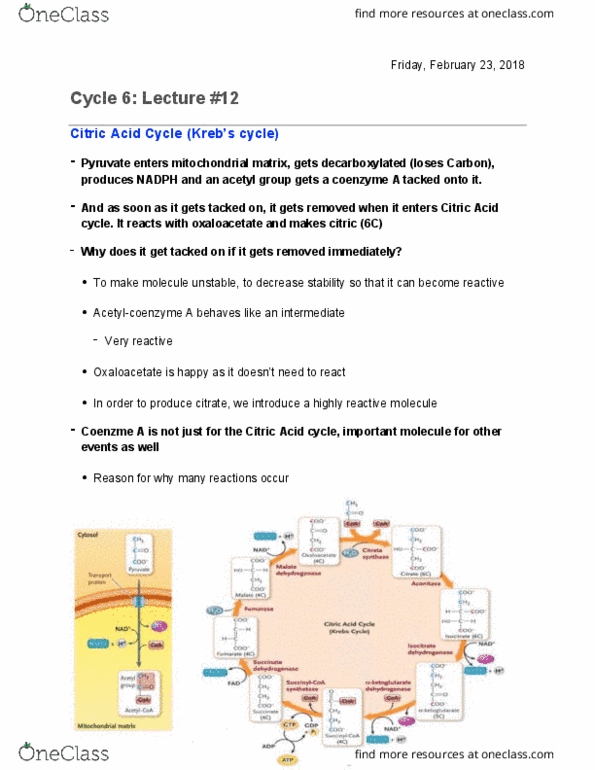 Biology 1202B Lecture Notes - Lecture 12: Cytochrome C Oxidase, Hydrogen Peroxide, Nadh Dehydrogenase thumbnail