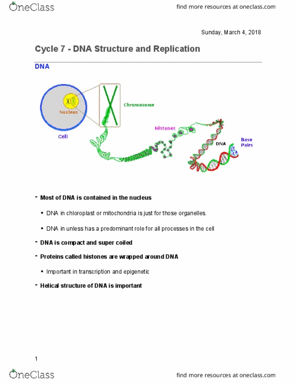 Biology 1202B Lecture Notes - Lecture 14: Cytosine, Mitosis, Escherichia Coli thumbnail