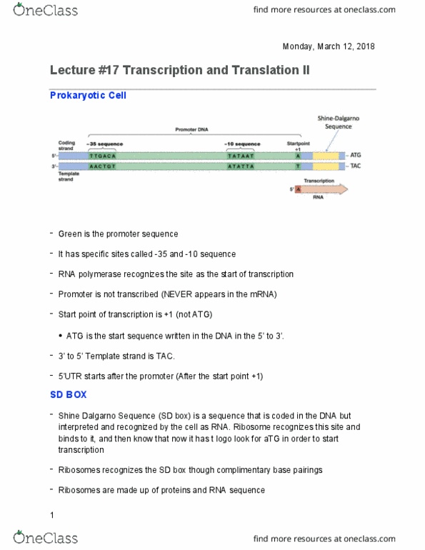 Biology 1202B Lecture Notes - Lecture 17: Nonsense Mutation, Peptide, Tata Box thumbnail