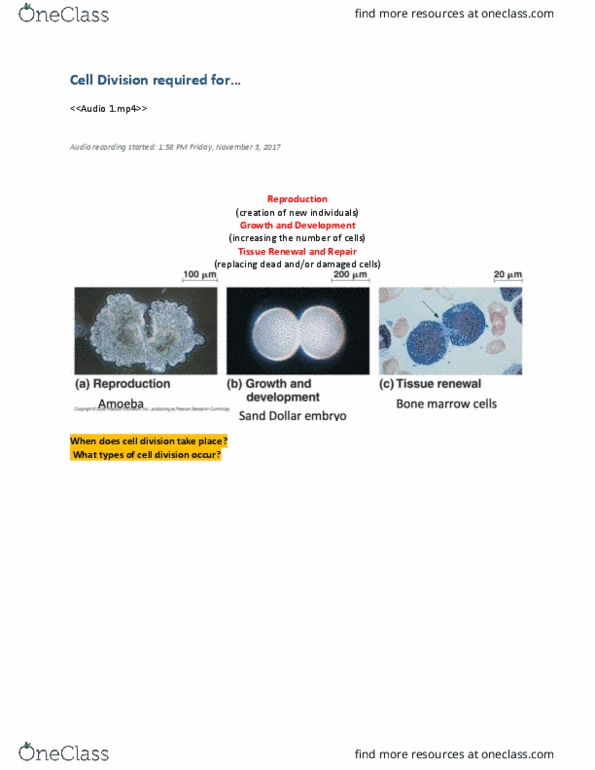 BIOL 1000 Chapter Notes - Chapter 13: Chromosome, Dna Replication, G1 Phase thumbnail