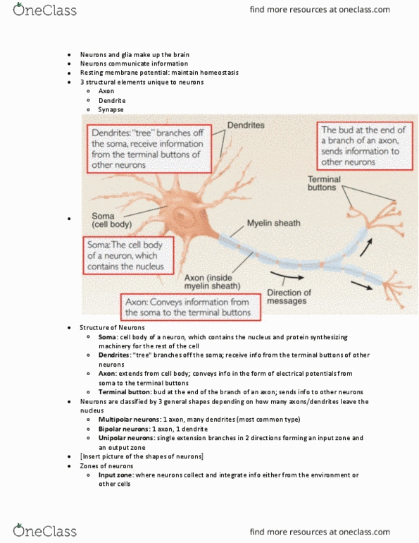 PSC 101 Lecture Notes - Lecture 1: Interneuron, Axoplasmic Transport, Microglia thumbnail