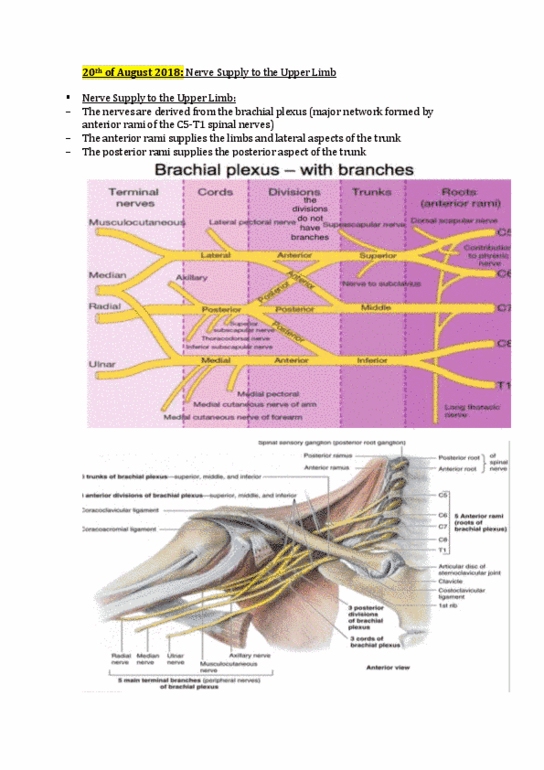 HLTH109 Lecture 7: Nerve Supply to the Upper Limb thumbnail