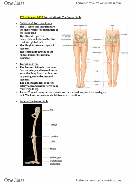 HLTH109 Lecture Notes - Lecture 9: Symphysis, Acetabulum, Fibrocartilage thumbnail