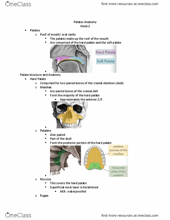 SPA 3101 Lecture Notes - Lecture 3: Maxillary Nerve, Velopharyngeal Insufficiency, Cleft Lip And Cleft Palate thumbnail