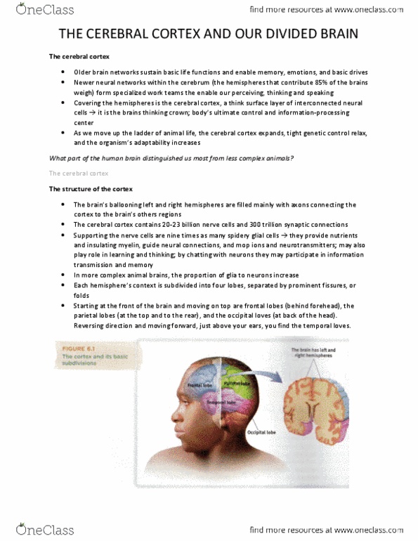 PSYC 1000 Chapter Notes -Cerebral Cortex, Frontal Lobe, Temporal Lobe thumbnail