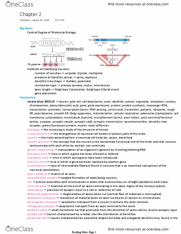 BCS 240 Chapter Notes - Chapter 2: Wallerian Degeneration, Neurofibrillary Tangle, Axoplasmic Transport thumbnail